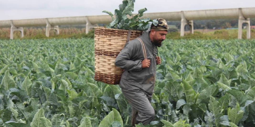 Eylül’de ekildi hasadı başladı! Rusya ve Gürcistan kasa kasa alıyor: Kilosu 30 TL 4